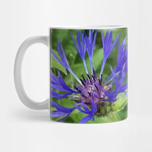 Centaurea Mug